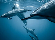 2026世界杯手机观看-【欧洲杯】巴雷拉因西涅破门 意大利2比1淘汰比利时